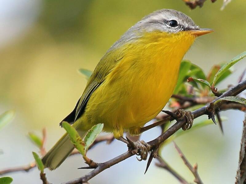 Gray-hooded Warbler, Photos 3