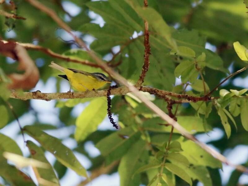 Gray-hooded Warbler