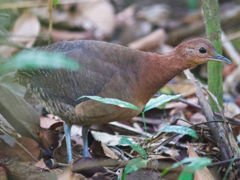 Tinamou cendré
