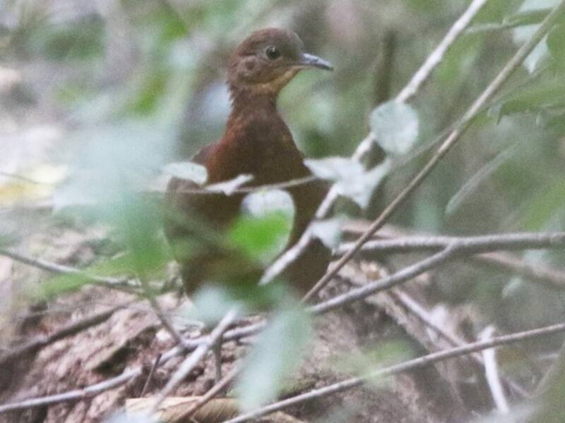 Tinamou cendré, Photos 2