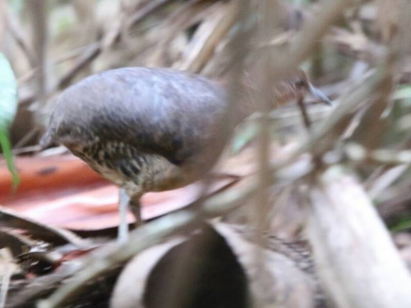 Tinamou cendré, Photos 3