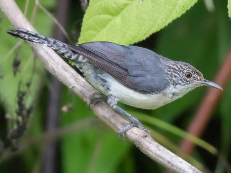 Gray-mantled Wren