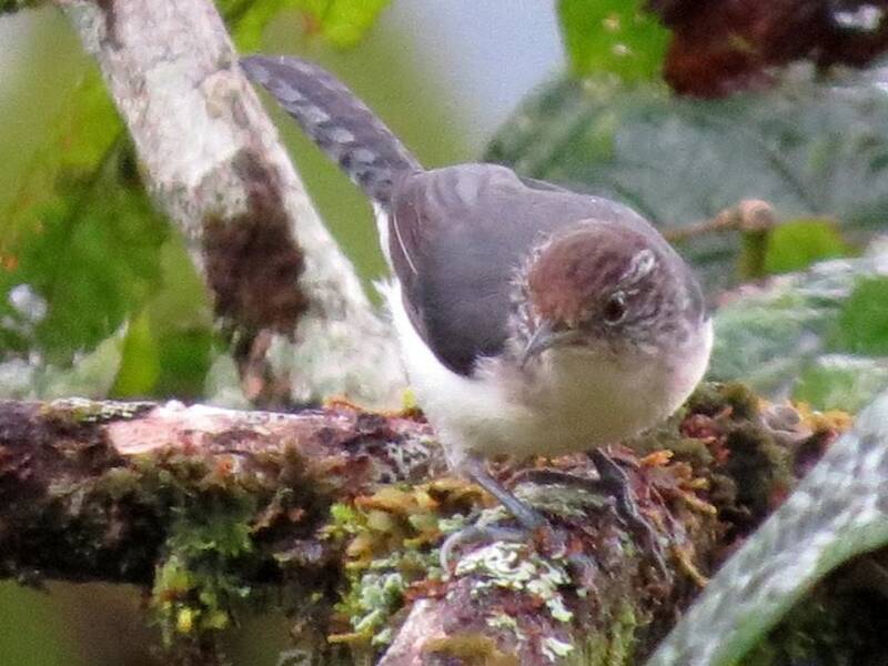 Gray-mantled Wren, Photos 2