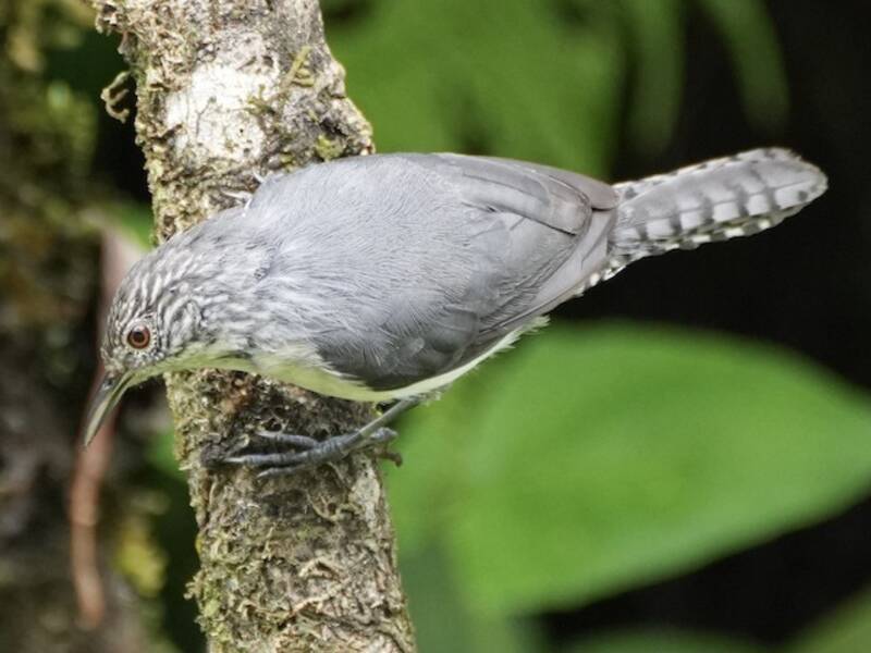 Gray-mantled Wren, Photos 3