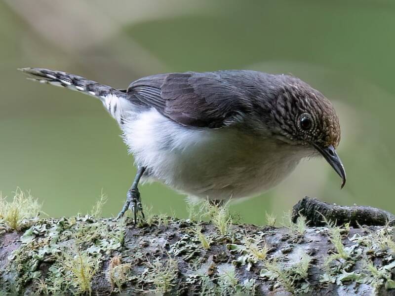 Gray-mantled Wren, Photos 4