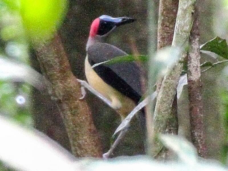 Gray-necked Rockfowl