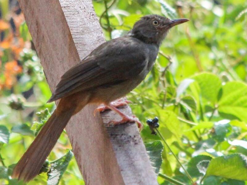 Bulbul vert-olive