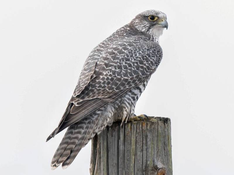 Gerfalke, Fotos 3