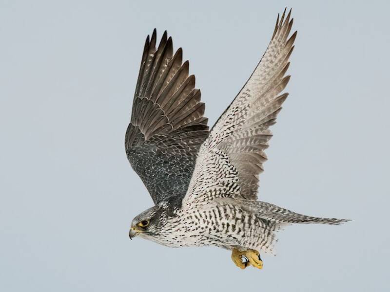 Gerfalke, Fotos 2