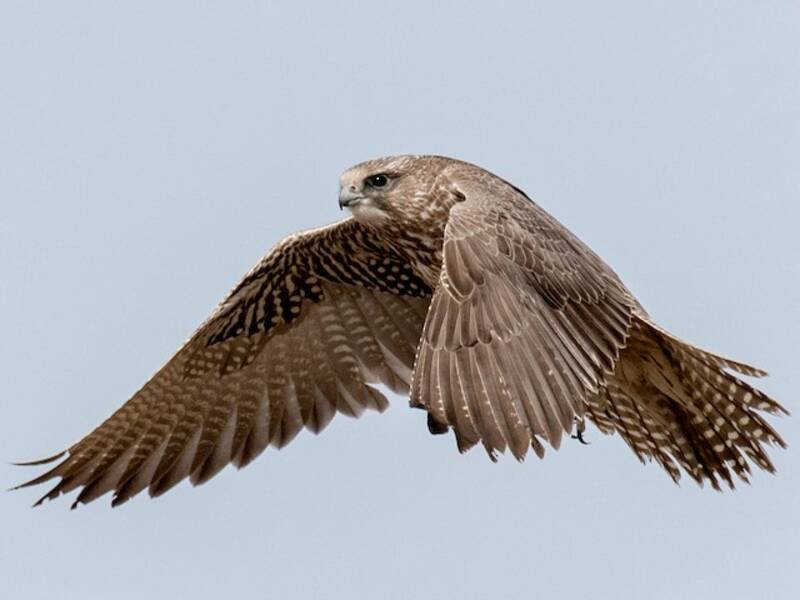 Gerfalke
