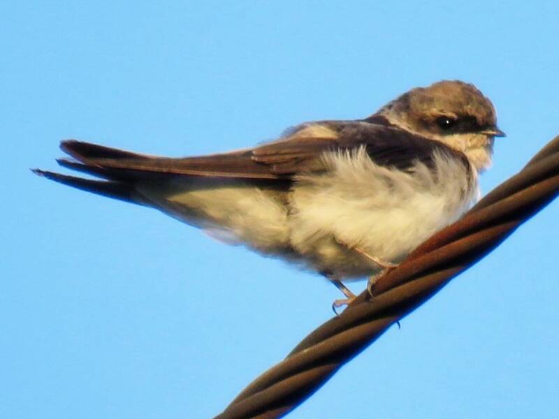 Gray-rumped Swallow, Photos 3