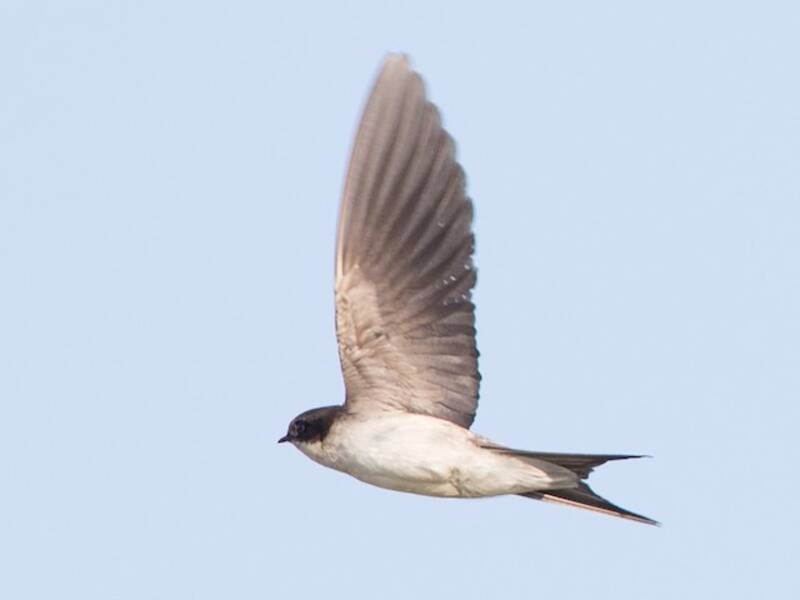 Gray-rumped Swallow, Photos 2