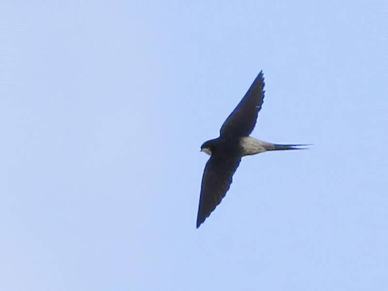 Gray-rumped Swallow, Photos 4
