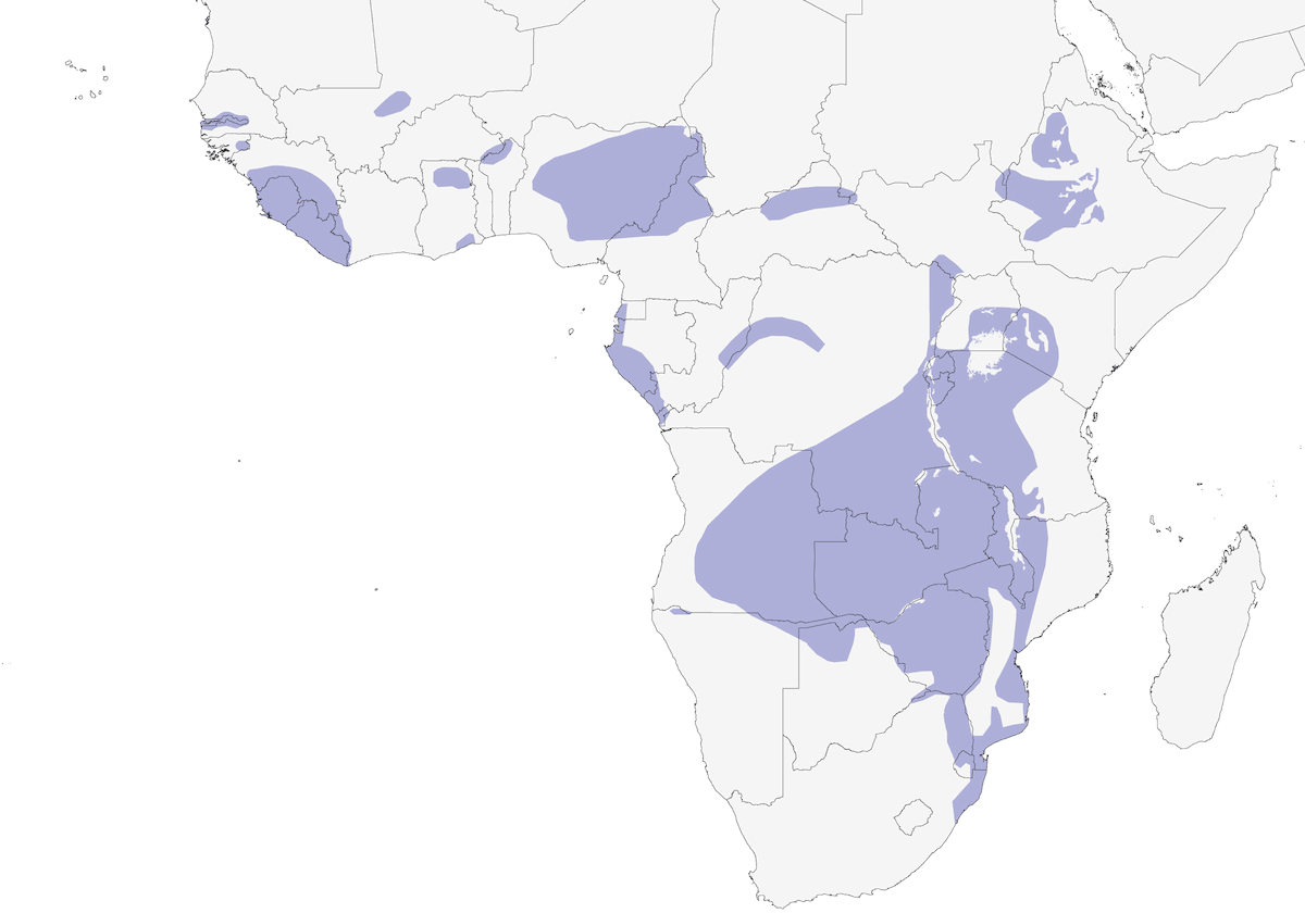 Gray-rumped Swallow, Distribution 1