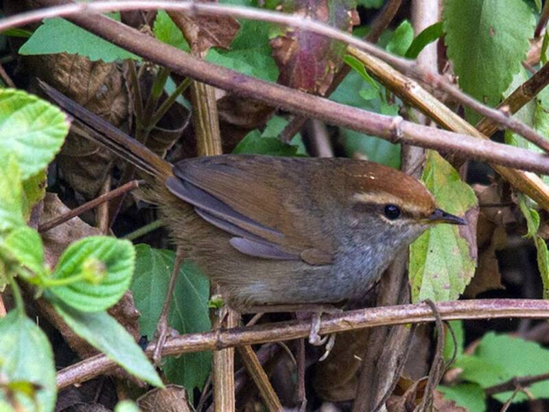 Gray-sided Bush Warbler, 照片 3