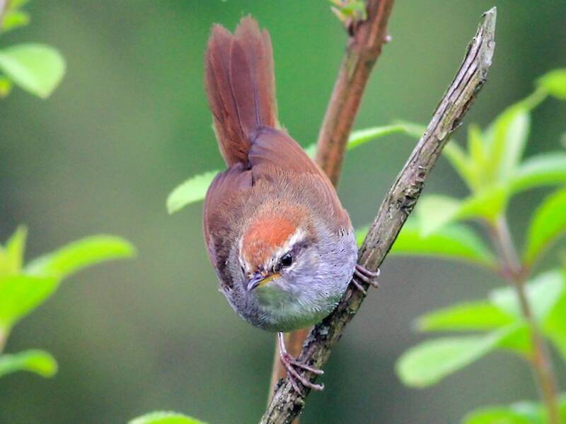 Gray-sided Bush Warbler, 照片 4