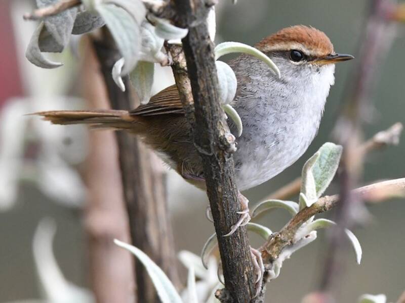Gray-sided Bush Warbler, 照片 2