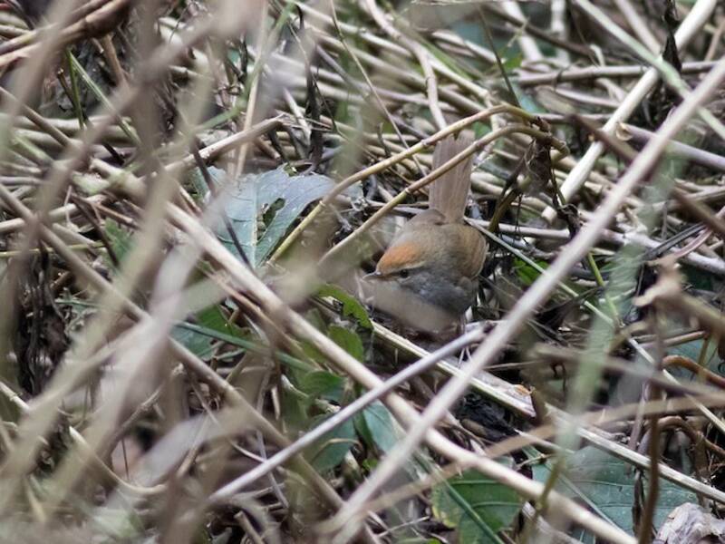 Gray-sided Bush Warbler