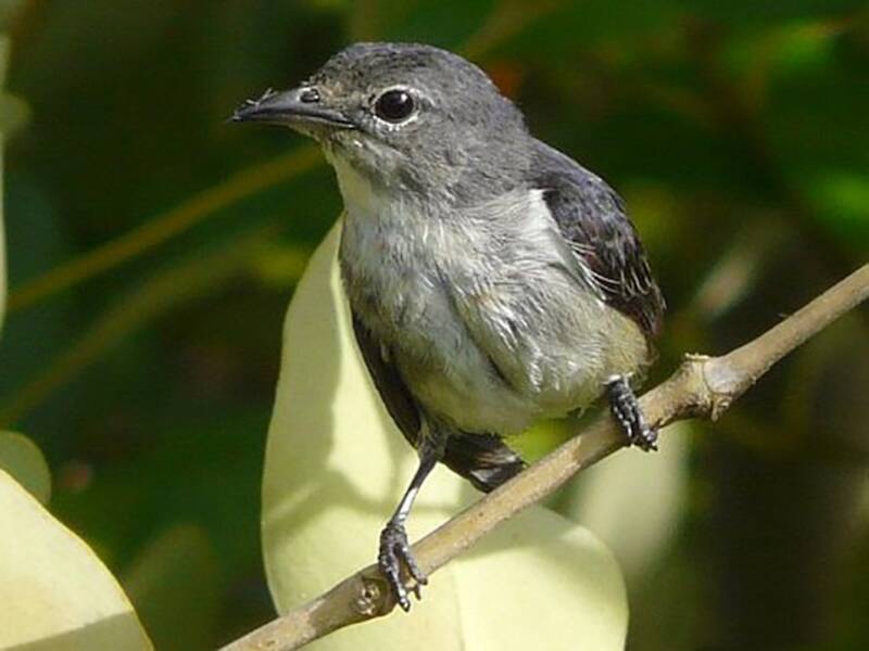 Gray-sided Flowerpecker