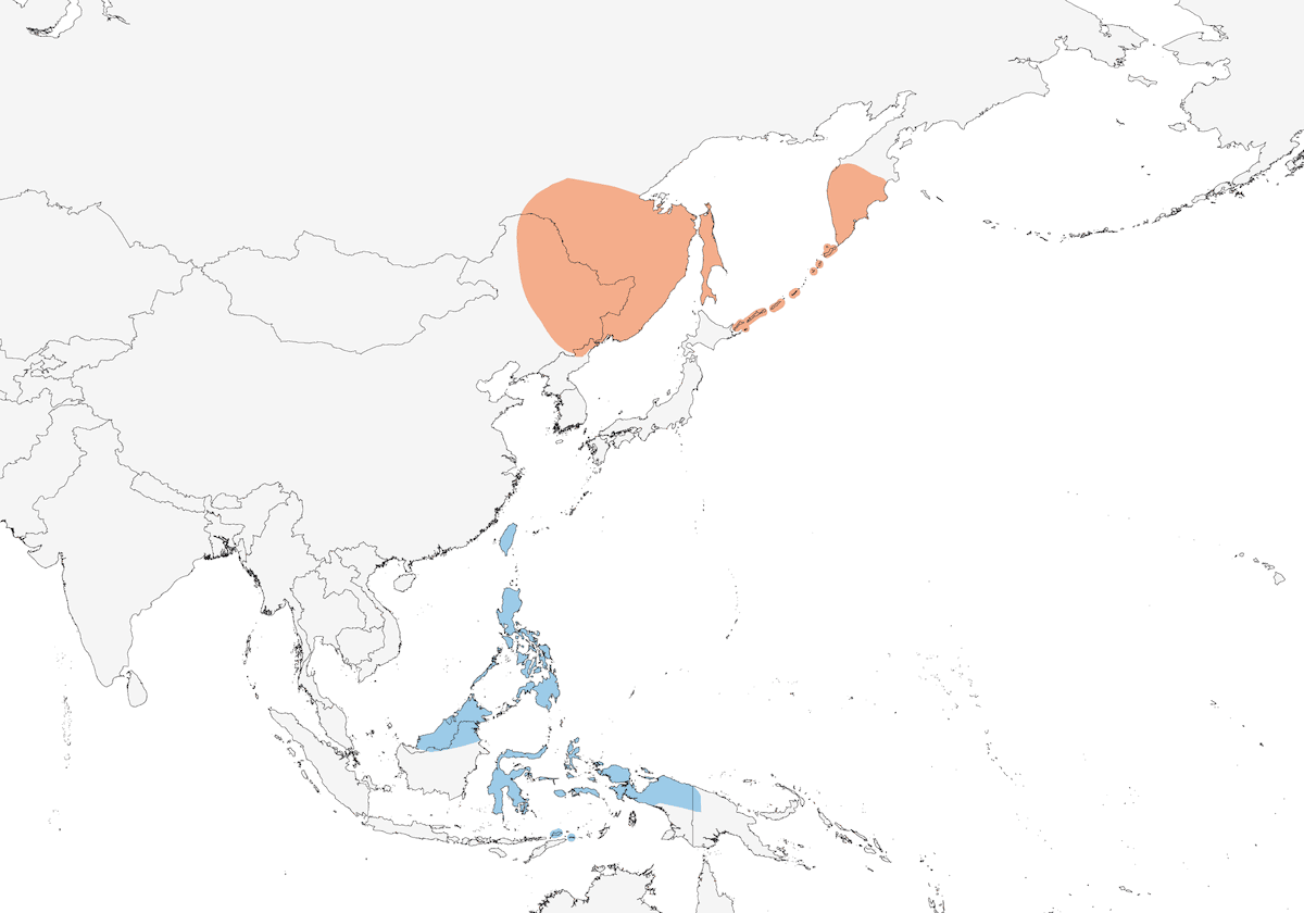 Papamoscas Estriado, Distribución 1
