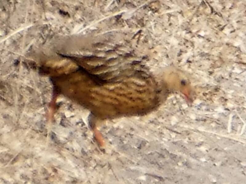 Francolin strié