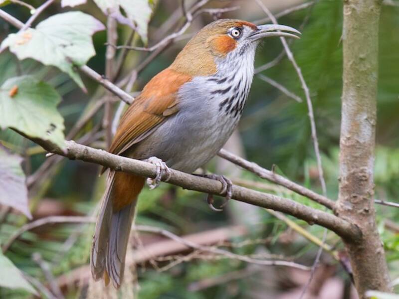 Gray-sided Scimitar-Babbler, Photos 2