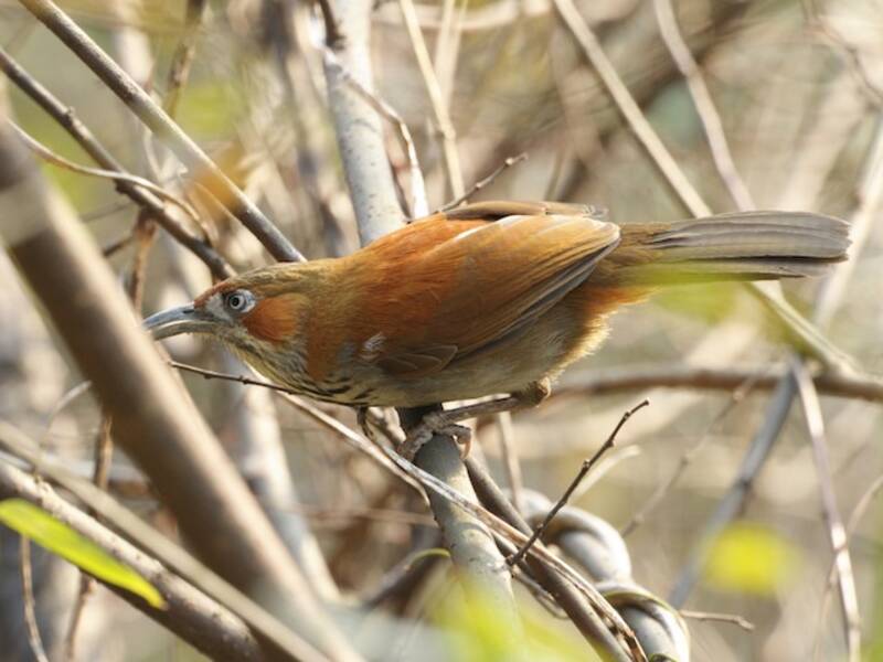 Gray-sided Scimitar-Babbler