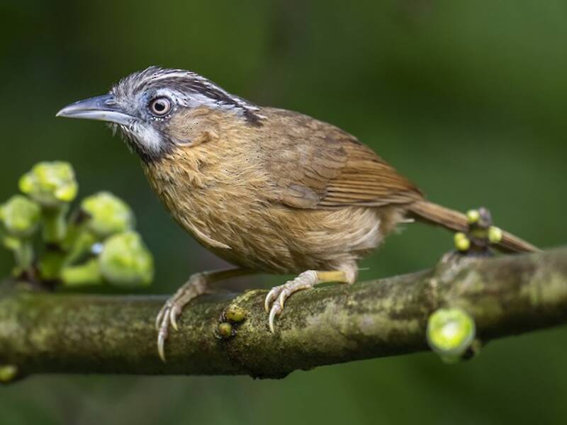 Garrulo golagrigia, Foto 4