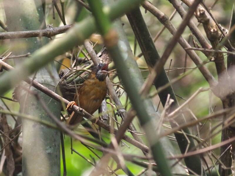 Garrulo golagrigia, Foto 3