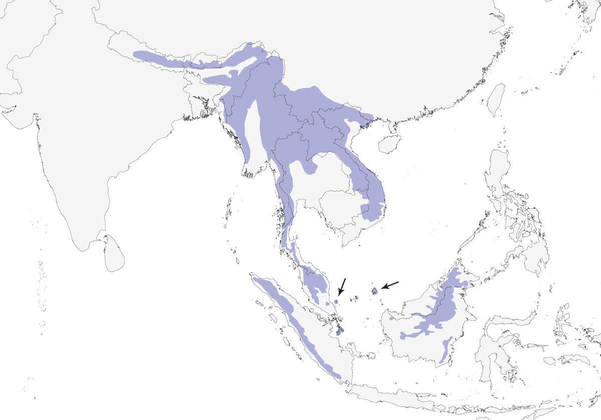 Garrulo golagrigia, Distribuzione 1