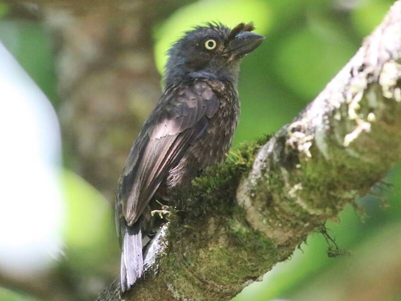 Graukehl-Bartvogel, Fotos 3