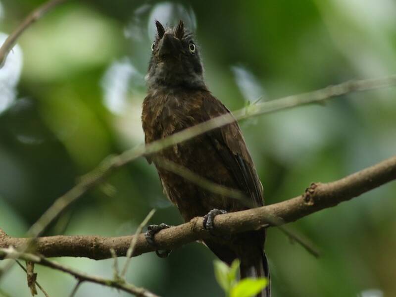 Graukehl-Bartvogel, Fotos 2