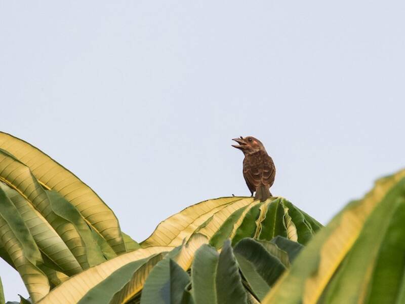 Graukehl-Bartvogel