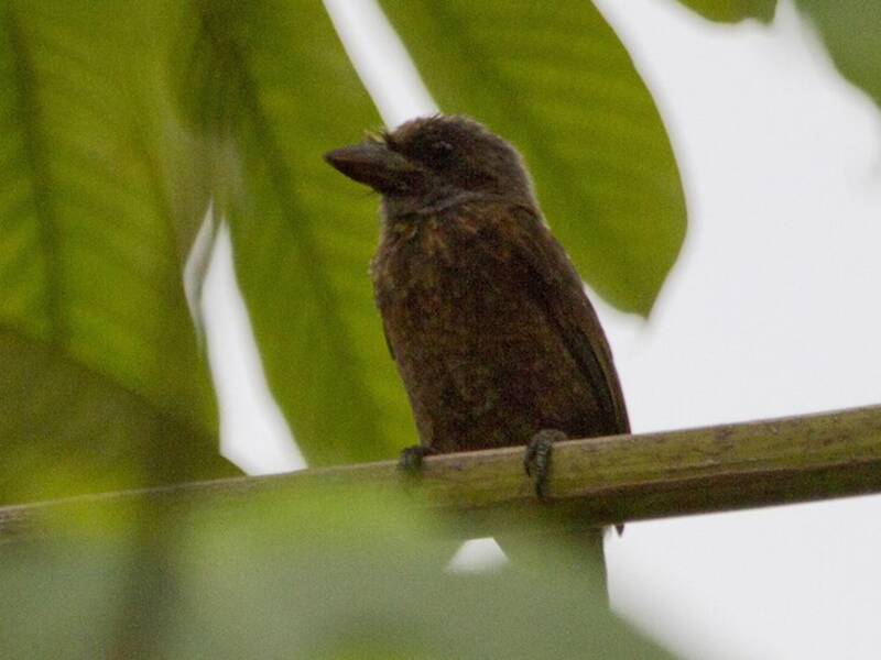 Graukehl-Bartvogel, Fotos 4