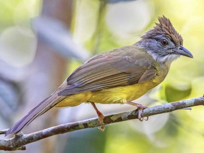 Bulbul gola grigia, Foto 3