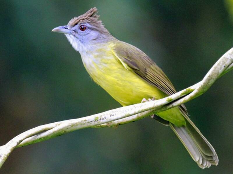 Bulbul gola grigia