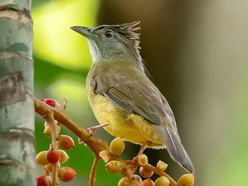 Bulbul gola grigia, Foto 4