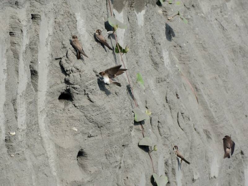 Gray-throated Martin, 照片 4