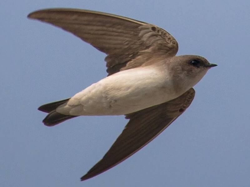Gray-throated Martin, 照片 2