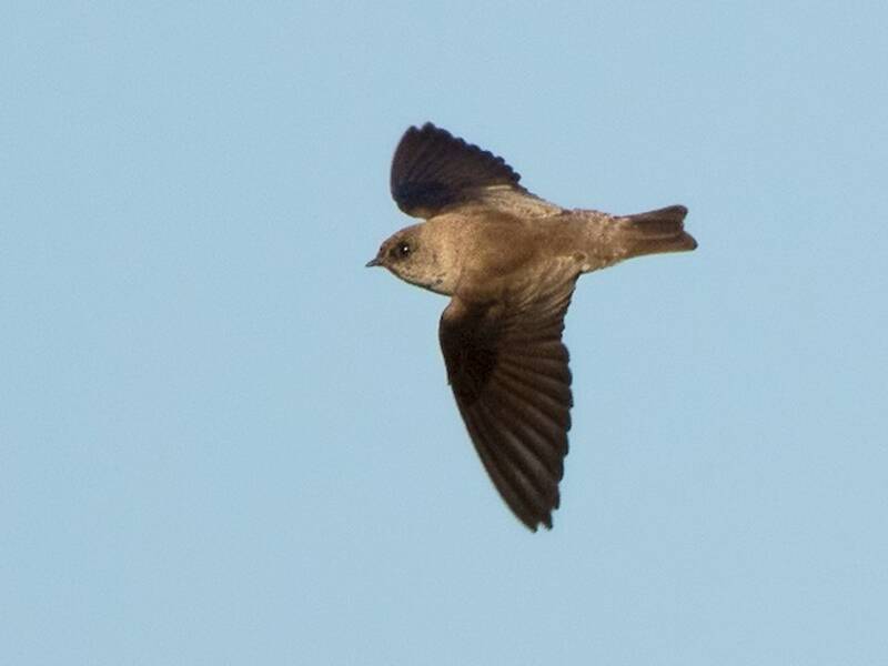 Gray-throated Martin, 照片 3