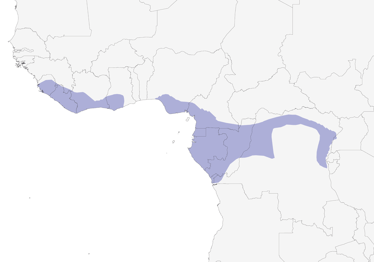 Rascón Gorgigrís, Distribución 1