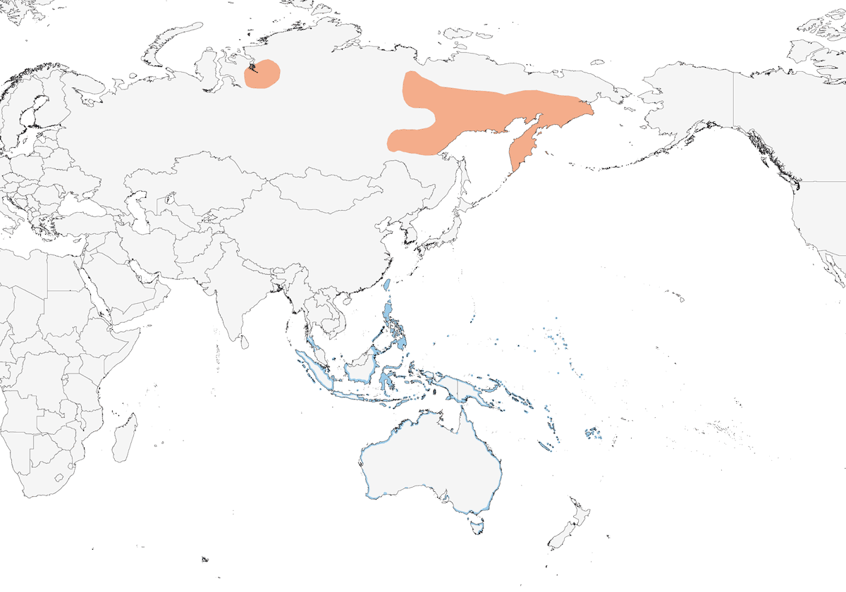 Playero Coligrís, Distribución 1