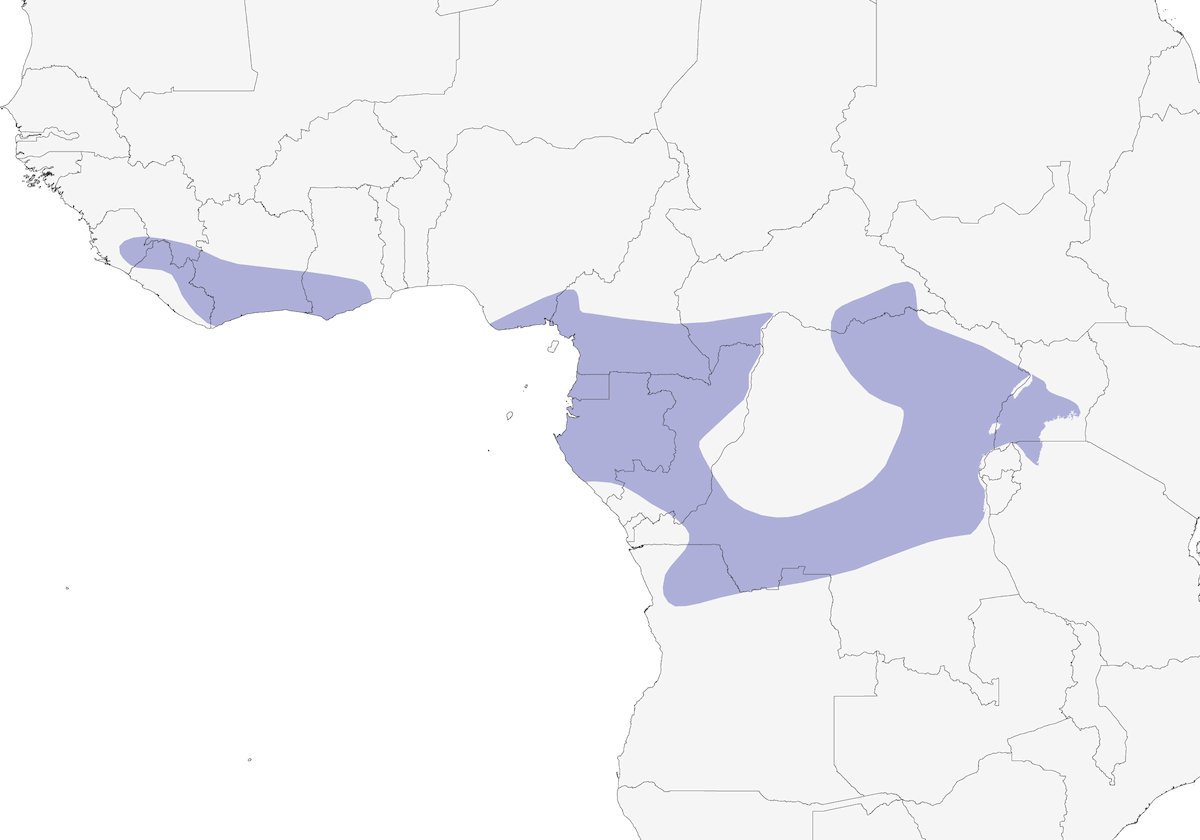 Cincia-pigliamosche dalla gola grigia, Distribuzione 1
