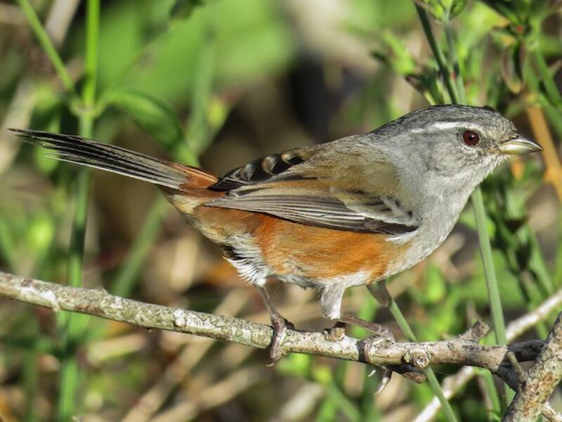 Gray-throated Warbling Finch