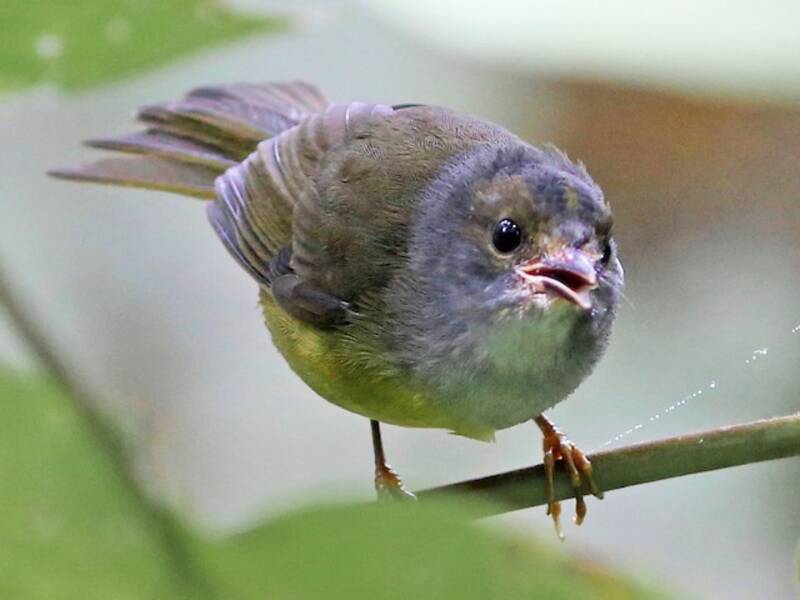 Graukehl-Waldsänger, Fotos 2