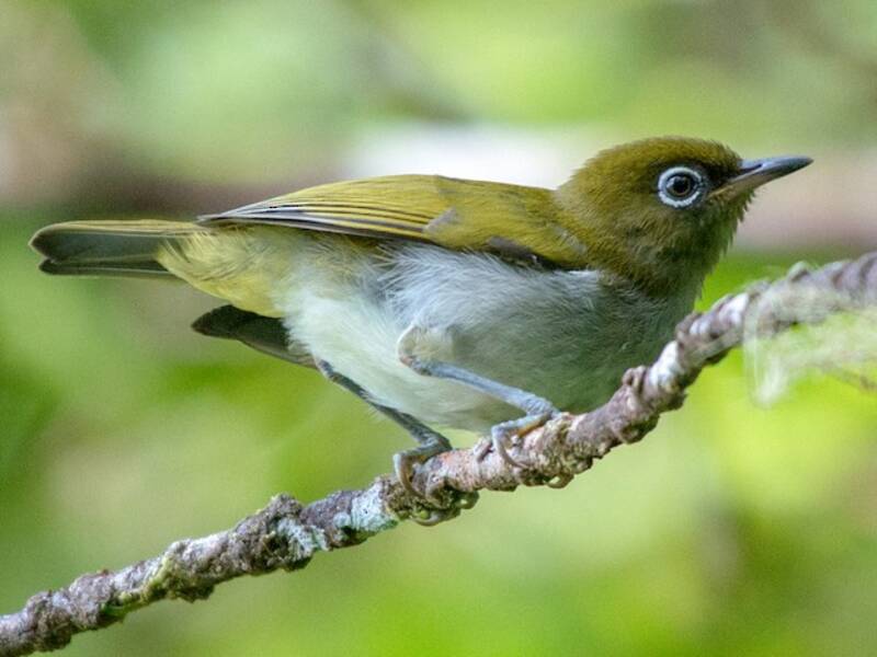 Bougainville-Brillenvogel