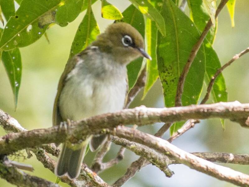 Occhialino di Bougainville, Foto 2