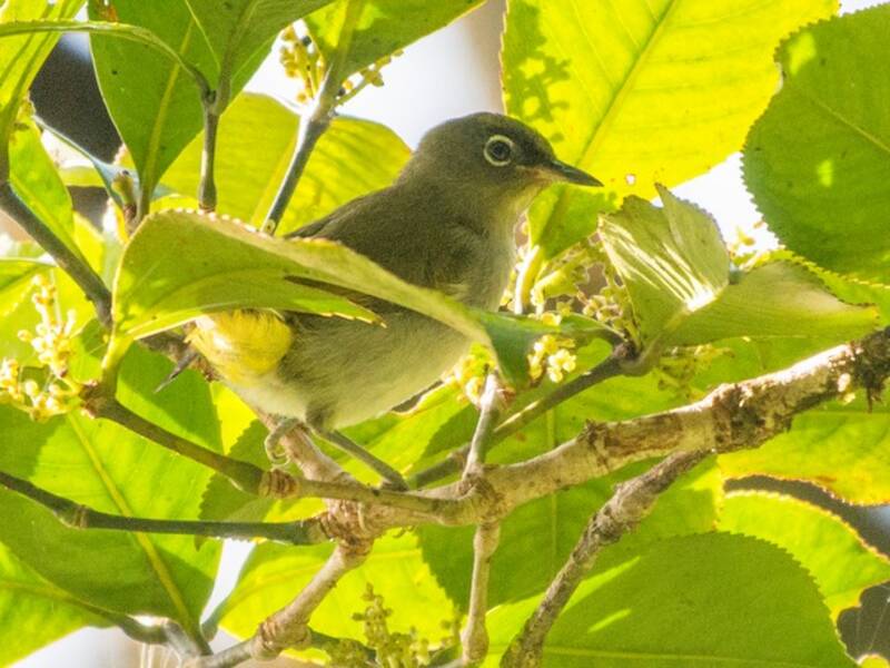 Occhialino di Bougainville, Foto 3