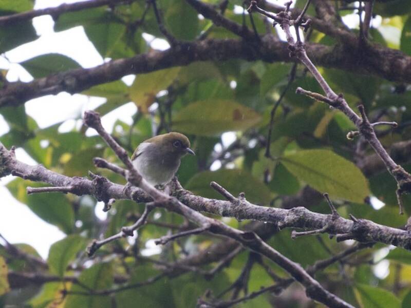 Occhialino di Bougainville, Foto 4