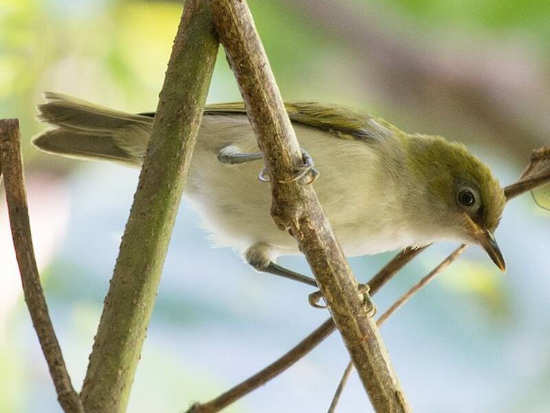 Occhialino di Makira, Foto 4